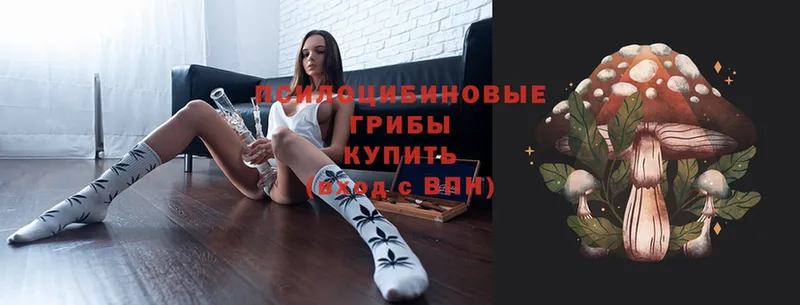 Псилоцибиновые грибы Cubensis  как найти наркотики  Верхний Тагил 